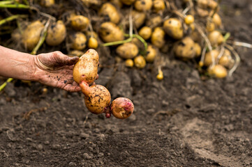 A farmer's hand holds fused potato tubers against the background of a pile of harvested crops....