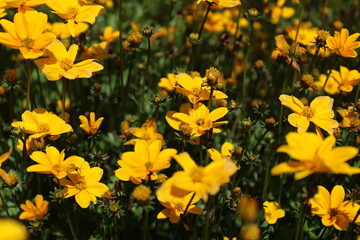 fresh yellow flowers in the field