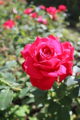 closeup of beautiful red rose