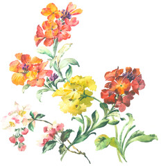 Flowers watercolor illustration.Manual composition.Big Set watercolor elements，Design for textile, wallpapers，Element for design,Greeting card