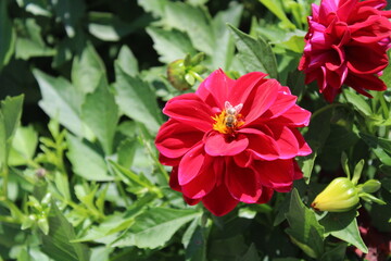 closeup bee on beautiful pink dahlia