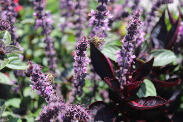 closeup bee on beautiful lavender