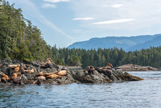 Sea Lions Of Johnstone Strait, Vancouver Island, Canada