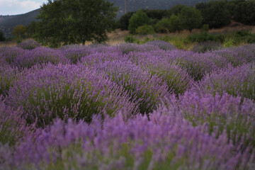Obraz na płótnie Canvas lavender field region