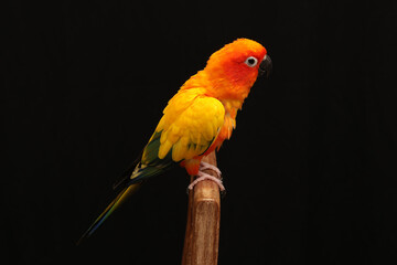 Colorful Sun Conure stand on wood.
