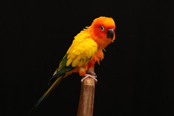 Close up of Sun Conure on the wood.