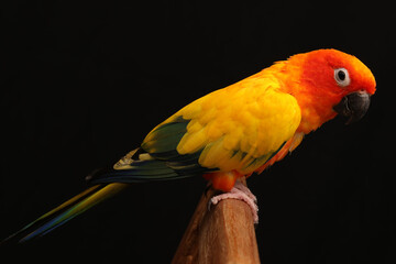Close up of Sun Conure.