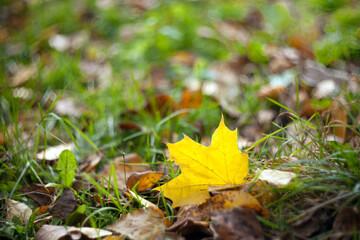 Yellow autumn maple leaves on the grass lying on a blurred background with shiny dew. Fall.