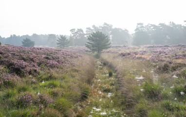 ditch between patches of colorful heather in dutch province of utrecht on foggy summer morning