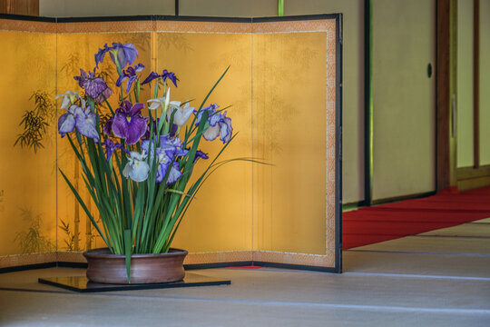金屏風と菖蒲の花