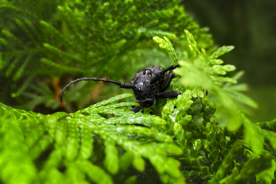 Close up of great capricorn beetle, cerambyx cerdo on green eastern arborvitae