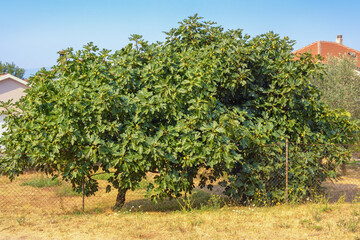Fototapeta na wymiar Village landscape with fig trees ( Ficus carica ) on sunny autumn day. Montenegro