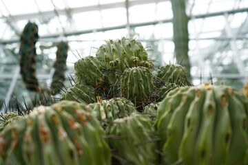 サボマウンテン！