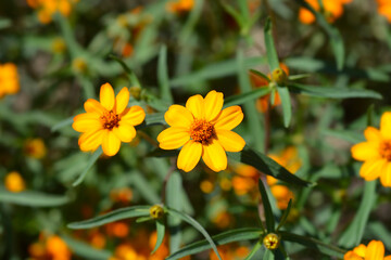 Narrowleaf zinnia