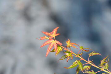 Japanese Maple Wilsons Pink Dwarf