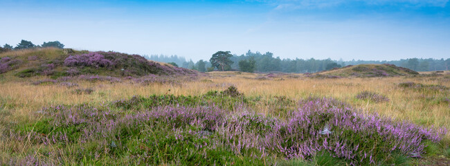 colorful purple heather  and pine trees on heath near zeist in the netherlands - obrazy, fototapety, plakaty