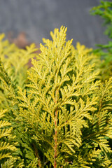 Lawsons Cypress Sunkist