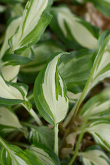 One-striped wavy plantain lily