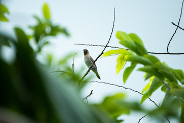 bird on a branch