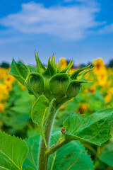 sunflower ​plant in the su