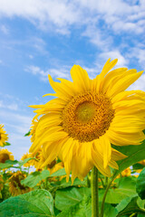 sunflowers in the field with blue sky 