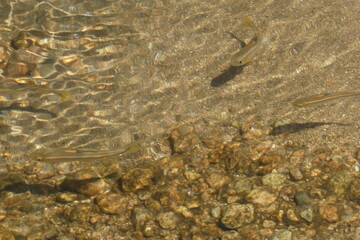 川の中を泳いでいる魚。こちらを見ている様なハヤ。