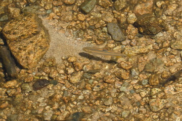 川の中を泳いでいる魚。川底がゴロ石の上を泳いでいるハヤ。