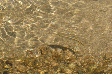川の中を泳いでいる魚。川底が砂地とゴロ石の堺を泳いでいるハヤ。