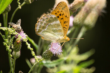 Kaisermantel mit geschlossenen Flügeln auf einer Distel sitzend