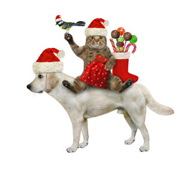 A beige cat in a Santa Claus hat with a sack of gifts rides a dog labrador. White background. Isolated.