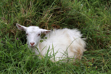 Obraz premium White kid goat lying in a grass. Portrait of cute goat on a meadow