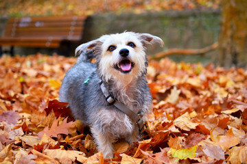 Dog smiling in leaves