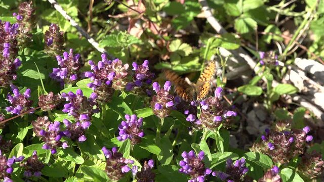 Schmetterling auf Blumenwiese