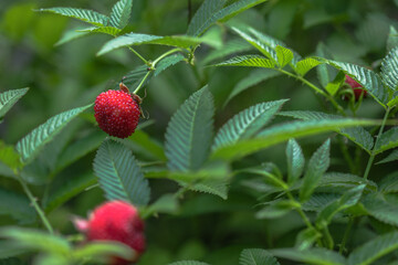 Tibetan strawberry-raspberry, berry. Roseleaf  Rubus rosifolius. Close up on background of leaves