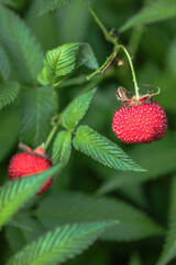 Tibetan strawberry-raspberry, berry. Roseleaf  Rubus rosifolius. Close up on background of leaves