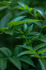 Tibetan strawberry-raspberry, berry. Roseleaf  Rubus rosifolius. Close up on background of leaves