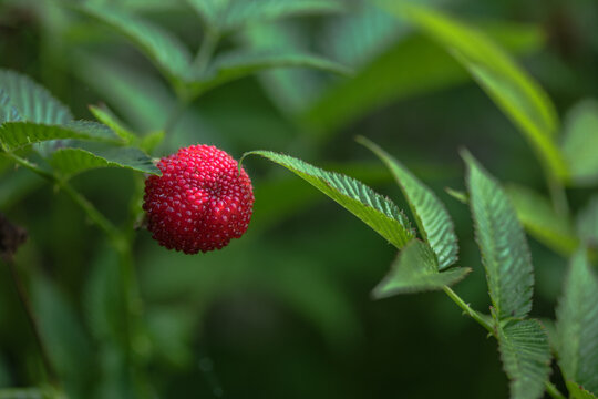 Tibetan strawberry-raspberry, berry. Roseleaf  Rubus rosifolius. Close up on background of leaves