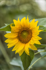 Sunflowers growing in a field. Natural background. Landscape with sunflowers.