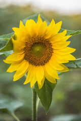 Sunflowers growing in a field. Natural background. Landscape with sunflowers.