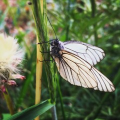 butterfly on a flower
