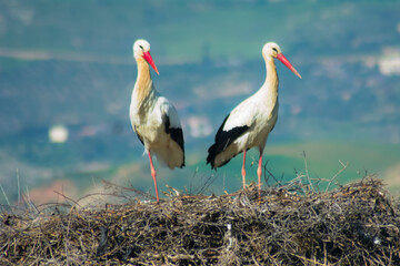 The white stork (Ciconia ciconia) is a large bird in the stork family, Adults have long red legs...