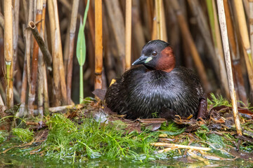 Zwergtaucher (Tachybaptus ruficollis) auf dem Nest