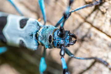 Alpenbock (Rosalia alpina)