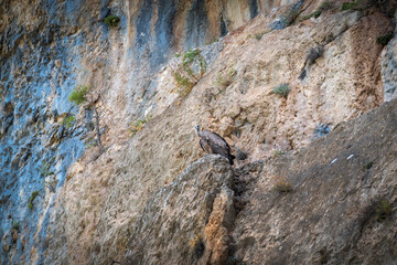 Griffon vulture (Gyps fulvus) in the Sierra de Cazorla.