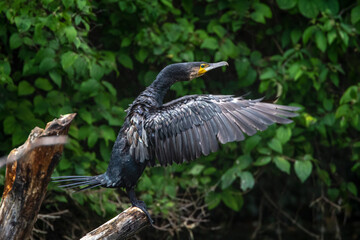 Kormoran (Phalacrocorax carbo)