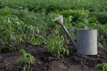 watering can and tomatoes in the garden