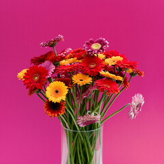Gerbera, bunt, pink, Blumen