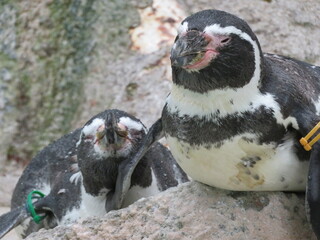Fototapeta premium フンボルトペンギン