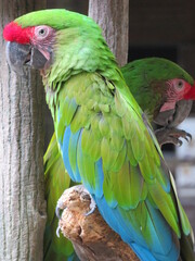 ヒワコンゴウインコ