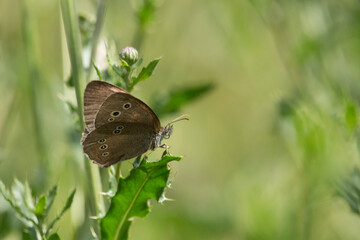 Obraz premium Brauner Waldvogel auf einem Distelblatt